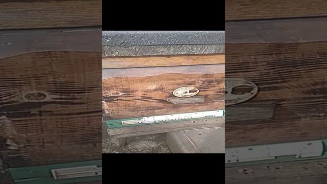 Темперетура +15С пчелы делают облет. Пчелы о жили.