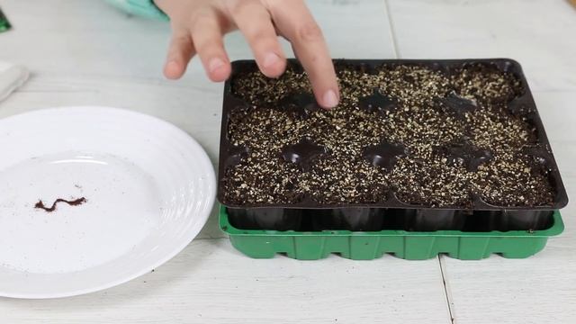 ЛОБЕЛИЯ БЕЗ ПИКИРОВКИ ! Рассада лобелии