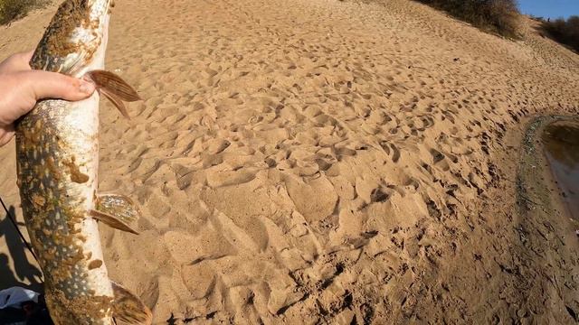 Рыбалка на гребном канале в Нижнем Новгороде. Щука 1,5 кг на тейл спиннер. смотреть онлайн