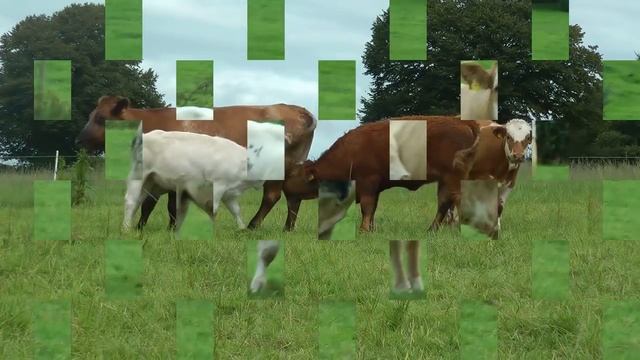 Belgian Blue & Limousin AI Progeny смотреть онлайн