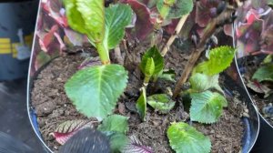 Получили много гортензий, заказать можно на сайте ВКонтакте в группе «Пионы под Питером»