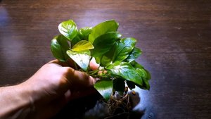 АНУБИАС ЗОЛОТОЙ ( ANUBIAS NANA GOLDEN )