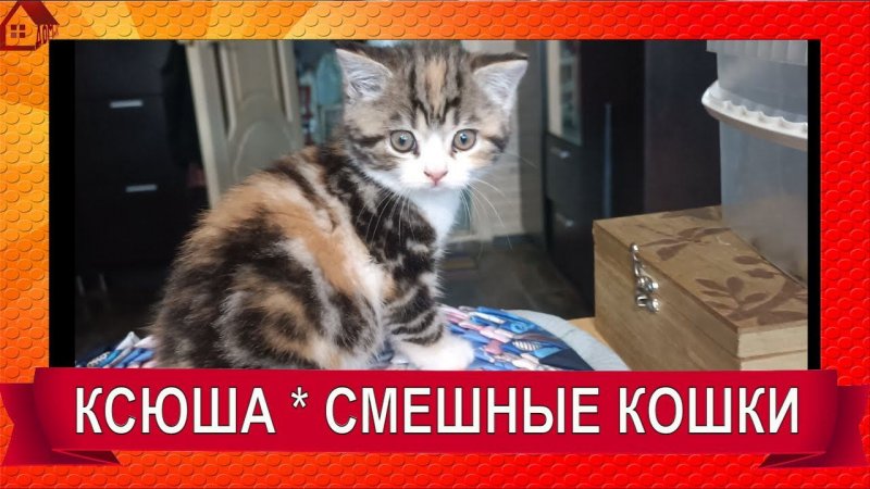 Как взвесить котенка? СМЕШНЫЕ КОШКИ 2022 #SHORTS