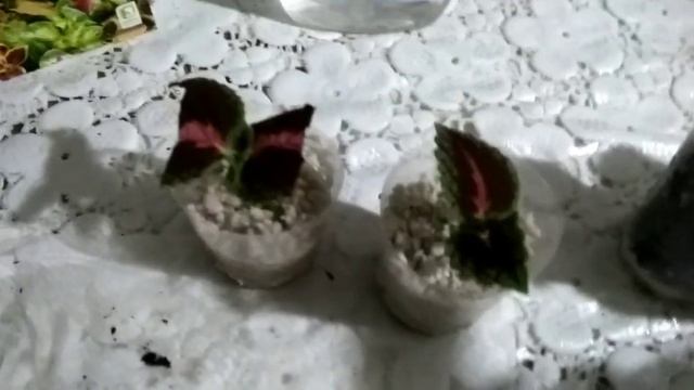 Красавец КОЛЕУС - посев, размножение, черенкование. смотреть онлайн