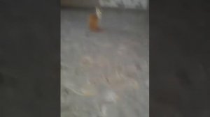 Кот Тимка в ютубе (поиск валерьянки)