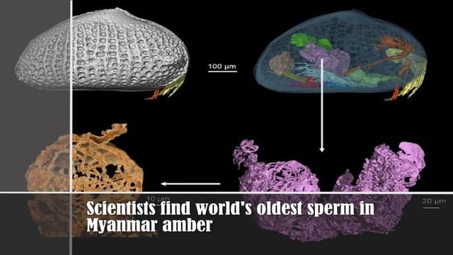 South Asian Monitor News Headline 18 September 2020 смотреть онлайн