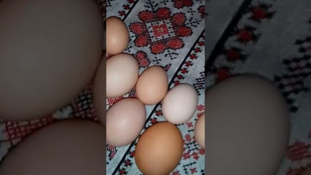 Яйца шелковой китайской курочки