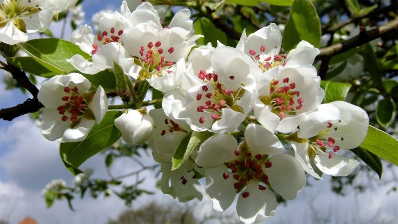 В мае груша зацвела! Вот какая красота! In May, the pear blossomed! That's what a beauty!