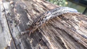 Limax maximus - Linnaeus, 1758 - (Limacidae) - Limace léopard, limace tigrée - 04/2017