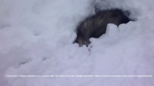 Хорёк плавает в снегу.