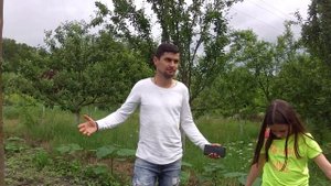 Павлония опытное поле Иванофранковск