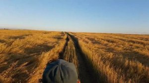 Прототип вездехода Чибис-3.  Дорога через овсяное поле