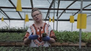 Ремонтантная земляника: о рассаде и особенностях. Урожайные грядки.