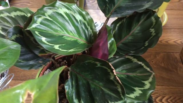 Антуриум цветет. Цветы с уценки. Что с ними? смотреть онлайн
