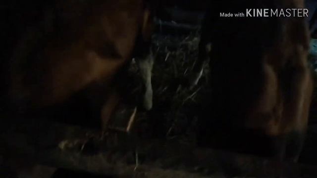 Мои телята и способ их содержания
