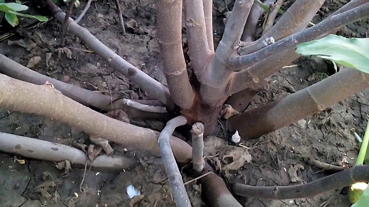 Как размножать инжир отводками