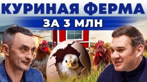 Иерархия в курятнике. Куриная ферма. Разведение кур. Курица и яйцо. Андрей Даниленко