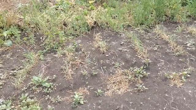 Мой участок 1.5 га в деревне. Обзор и планы на будущее смотреть онлайн