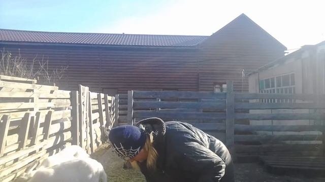Выгульное или без выгульное содержания птицы.