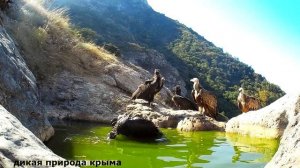 Черные Грифы и Белоголовые сипы на горных ваннах в Крыму.