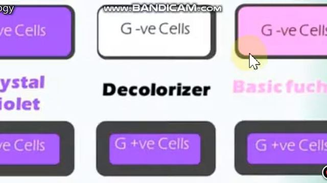 Medical Technology Staining the bacteria Lec 10 Part 4 смотреть онлайн