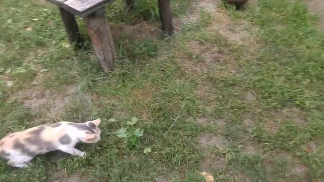 Кошка поймала мышь смотреть онлайн