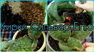 Сансевиерия КИРКИ СИЛЬВЕР БЛЮ?Делю три розетки?Грунт своими руками?Обработка корневища?Горшок
