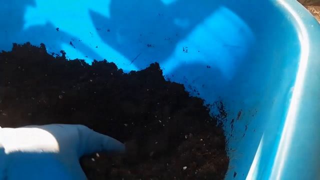 Калибрахоа из семян. Посев калибрахоа 2022