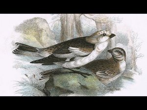 Птичка - Пуночка. Чукотские и эскимосские народные сказки.