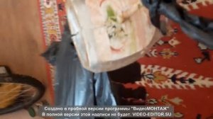 как отпугнуть дроздов от вишни