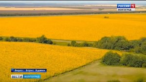 На волгоградских полях расцвели подсолнухи