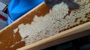 качка меда июль 2016 (печатка меда, карпатка, карника)