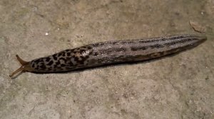 ЛЕОПАРДОВЫЙ СЛИЗЕНЬ-ВРЕДИТЕЛЬ И ХИЩНИК. КАК ВЫГЛЯДИТ, КАК ПОЛЗАЕТ ПО ЛЕСТНИЦЕ.