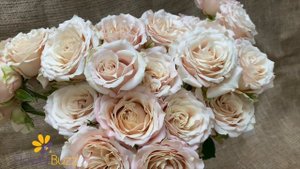 Spray Rose Sahara Sensation