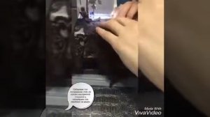 Как сшить кружевной топ Без оверлока