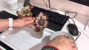 Пересадка Бегонии В Лечузу