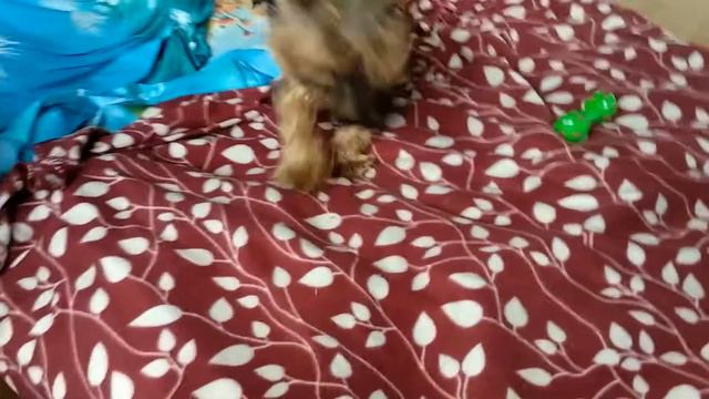 Мои верные друзья смотреть онлайн