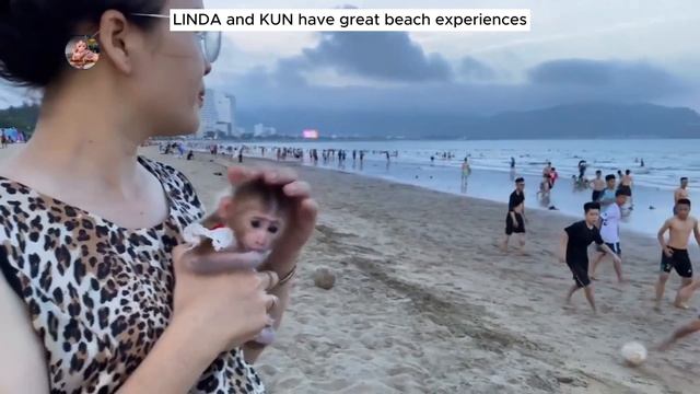 The development process of baby monkey LINDA, from 25 days old to 100 days old смотреть онлайн