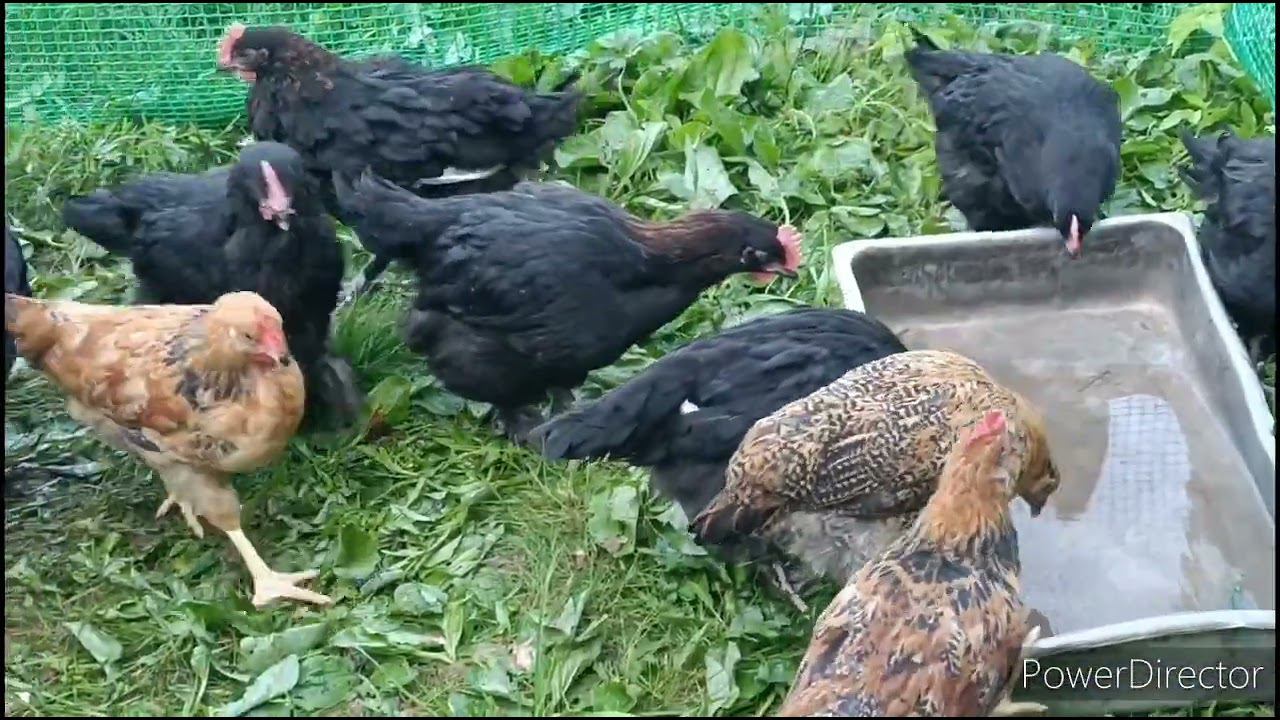 Цыплята породы Маран. Брудер Идеал 1000. Гнезда для кур. смотреть онлайн