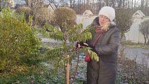 Как сохранить уксусное дерево в садах Подмосковья в зимний период?