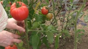 Для длительного плодоношения томаты надо опустить и окучить