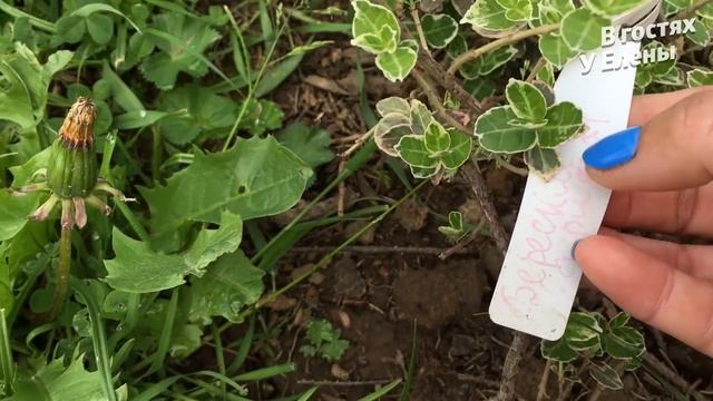 ЗАКУПКА растений для ЦВЕТНИКОВ. ПОСТРИГ на тяп ляп. Цветение ИРИСОВ смотреть онлайн