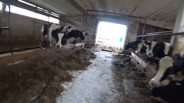 КОРМИМ КОРОВ НА ФЕРМЕ ЦВЕТКОВЫХ В МИШНЕВО _ 2021 смотреть онлайн