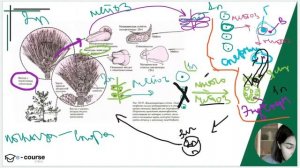 Жизненные циклы ГОЛОСЕМЕННЫХ и ПОКРЫТОСЕМЕННЫХ растений