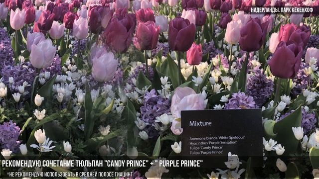 Тюльпаны | Когда и Как сажать тюльпаны? смотреть онлайн