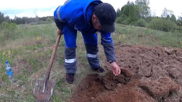 Как я добываю личинку майского жука/ Лучшая насадка на крупную рыбу после личинки миноги. смотреть онлайн