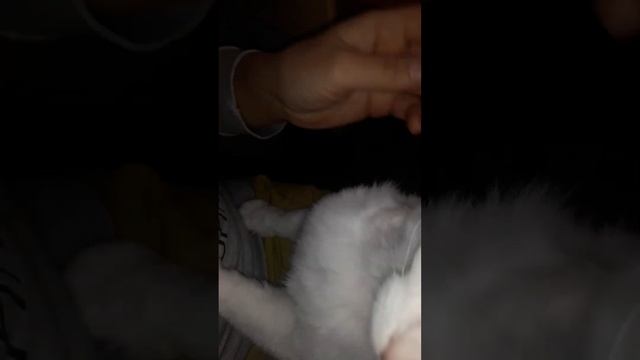 9мая. 2023г.удивительный Донской Сфинкс-браш. кошка Мая?. смотреть онлайн