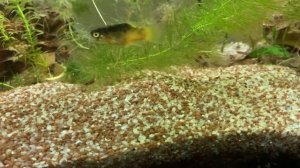 МАКРОГНАТУС ГЛАЗЧАТЫЙ - УХОД, СОДЕРЖАНИЕ, РАЗВЕДЕНИЕ l МИРОЛЮБИВАЯ ЗМЕЮКА  l АКВАРИУМНЫЕ РЫБЫ #17