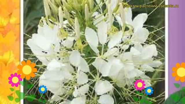 Клеома Белая королева. Краткий обзор, описание характеристик cleome spinosa Belaya koroleva смотреть онлайн