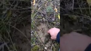 металлоискатель АССЕТЕРРА